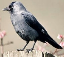 Die Dohle (Corvus monedula) ist einer der kleinsten Vertreter aus der Gattung der Raben und Krähen.